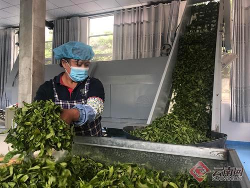 临沧推动茶叶产业转型升级，实现茶叶产量大幅增加