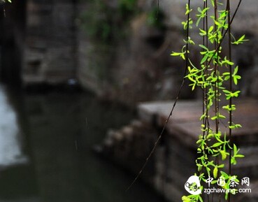 闲品清茶，静观花开，人生需要一点“淡”