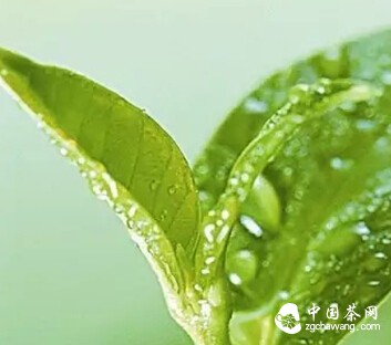 爱喝茶，但是怎么挑选优质茶叶呢？