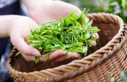 韩长赋：只有保障茶农收益　茶产业才能富有生机