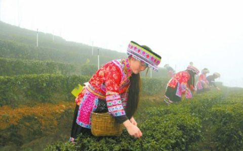 川茶国际化 国际茶业年会下月宜宾举行