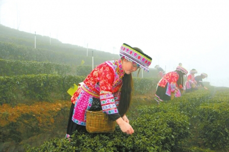 川茶国际化 国际茶业年会下月宜宾举行