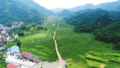 华莱：黑茶香飘海内外