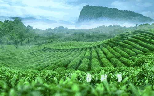 成都人喝茶辣么讲究，为啥子会被这一杯峨眉高山绿茶圈粉？！