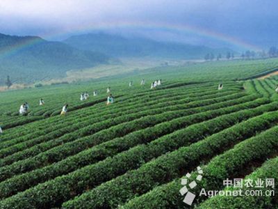 宜昌五峰茶产业引入亿元扩能提质