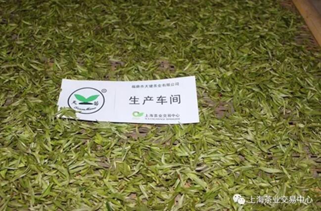 上海茶业交易中心带你探访福鼎白茶第一线