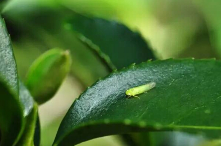 东方美人茶，小虫咬出来的香味