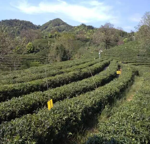 祁门县首家茶叶物联网建成并投入使用