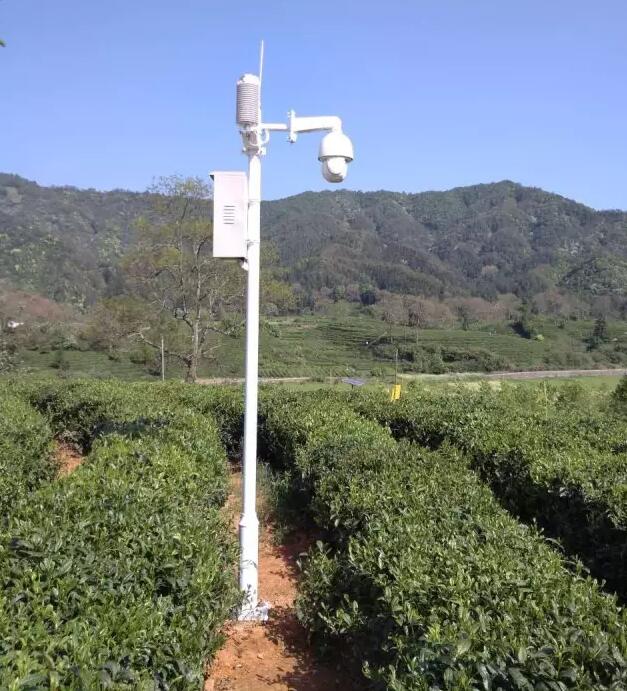 祁门县首家茶叶物联网建成并投入使用