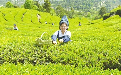 茶产业助农增收