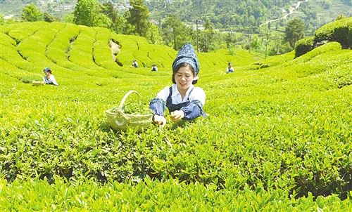 茶产业助农增收