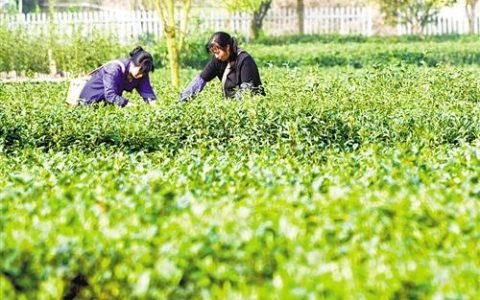 江西遂川:茶产业铺就致富路