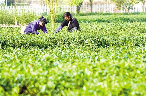 江西遂川:茶产业铺就致富路