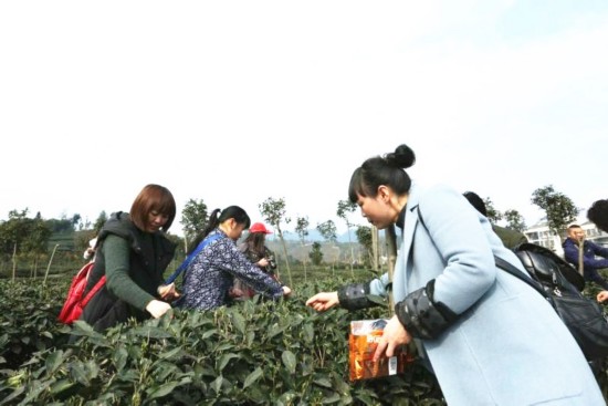 妇女节请妈妈喝今春第一杯邛茶