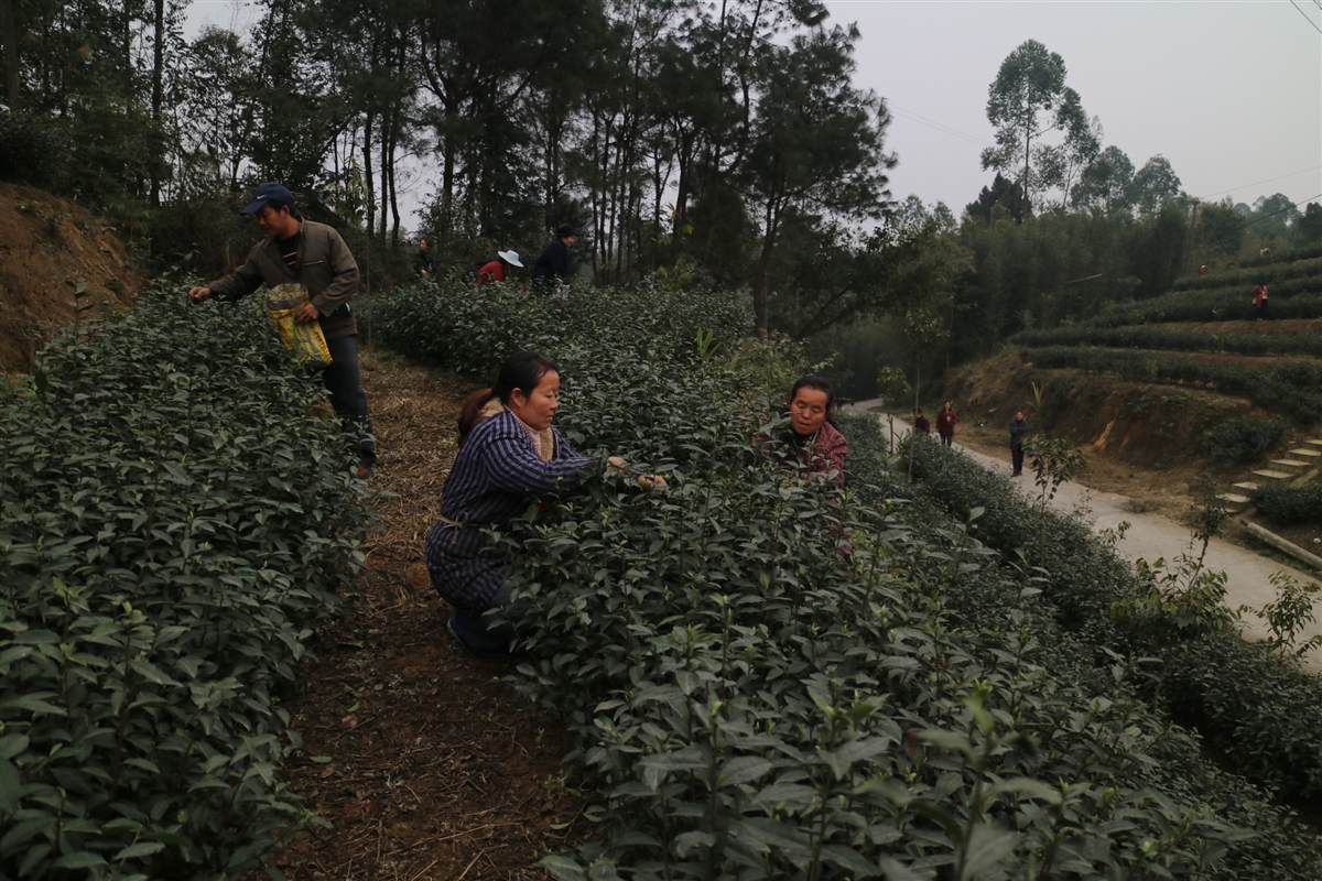 犍为县寿保乡：茶产业托起农民的致富梦