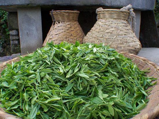 我国茶产业困境：平均亩产55.8公斤仅为印度的40%