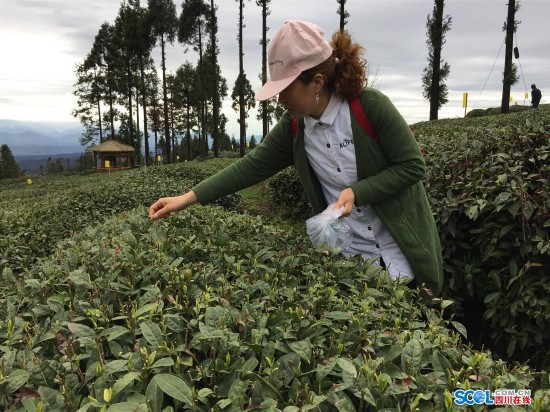 南江：“茶文、茶旅、茶商”产业融合发展 28万亩茶园助