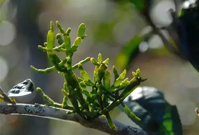 普洱茶身上都是“宝”！