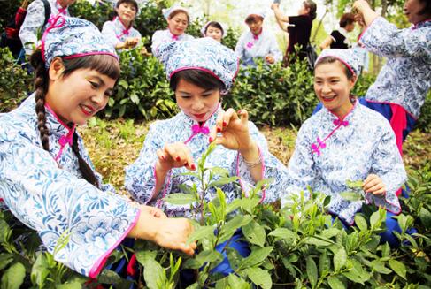 黄山举行第二届太平猴魁非遗文化节 可品好茶观看茶叶制作程序