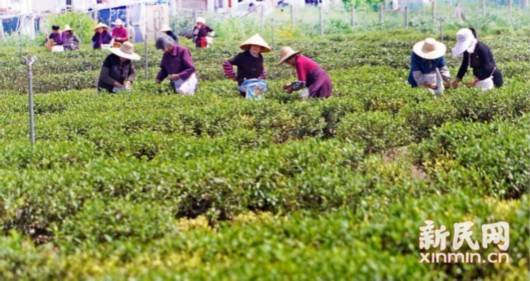 “谷雨茶防百病” 沪上最大茶园开采“上海本帮茶”
