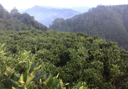 【大美六堡·大讲堂】之六堡茶树——  （一）六堡茶茶树的起源