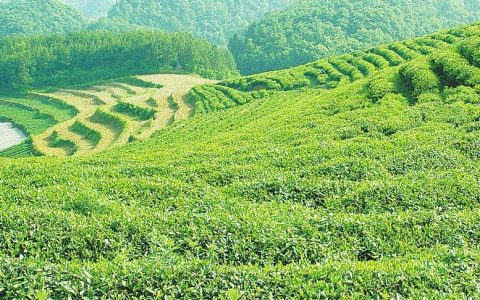 江西汤湖“机械炒茶” 年产值2.5亿元