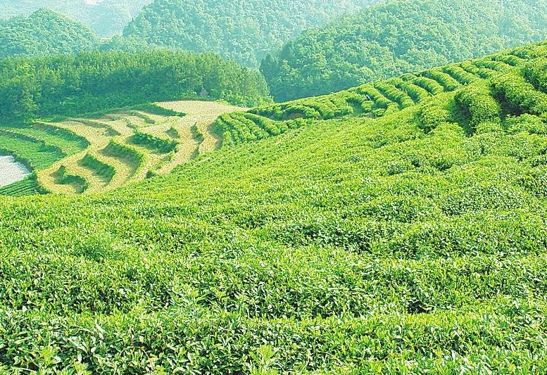 江西汤湖“机械炒茶” 年产值2.5亿元