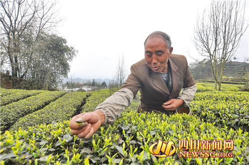 宜宾获评世界著名茶乡 千年茶史厚积薄发领跑川茶
