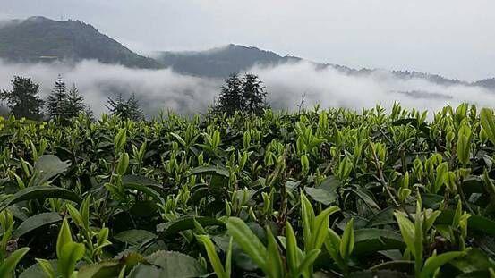 贵州茶中“贵族”——石阡县地方原生种石阡苔茶