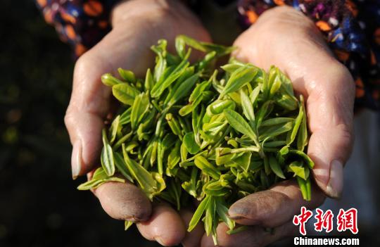 一年之中品质最好的庐山云雾茶“明前茶”开始进入市场。　胡国林　摄