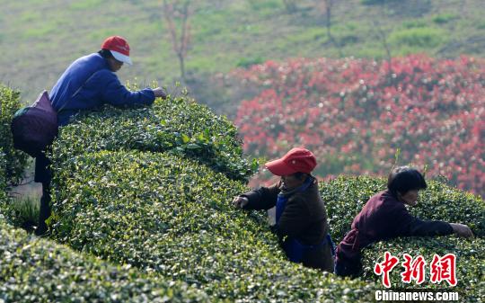 清明临近，庐山云雾茶种植基地开始大规模采摘春茶。　胡国林　摄