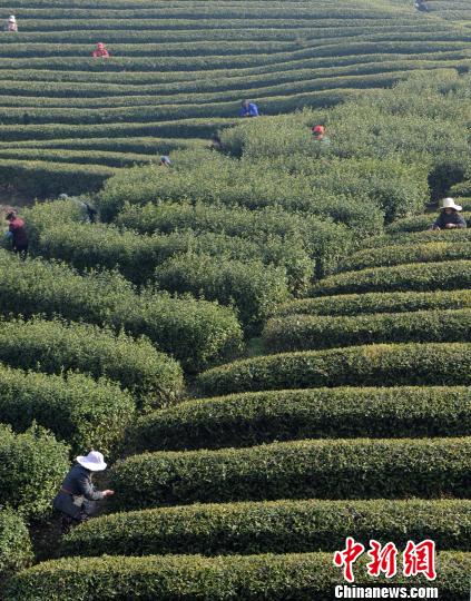 采茶工在江西省庐山北山茶厂种植基地采摘庐山云雾“明前茶”。　胡国林　摄