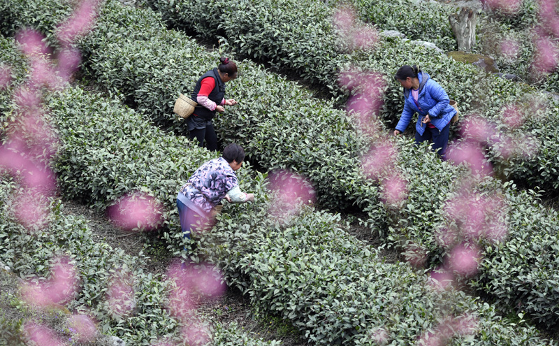3月31日，甘肃省陇南市文县碧口镇水蒿坪村茶农在采摘明前茶。