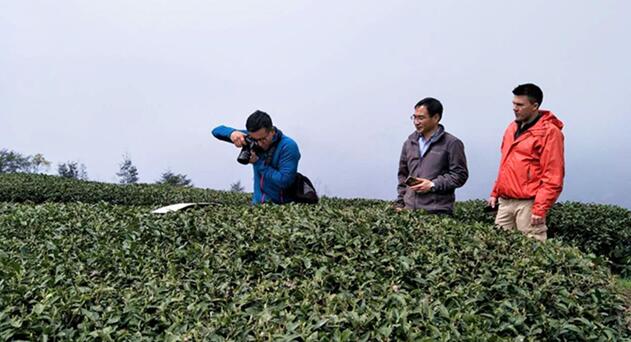 春茶进行时·美国茶商寻茶福鼎