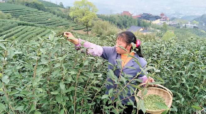 春茶进行时·美国茶商寻茶福鼎