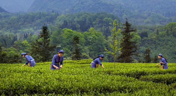 “峨眉雪芽杯”中国首届茶旅精品线路评选活动开始了，茶旅路线由你自己亲手规划！