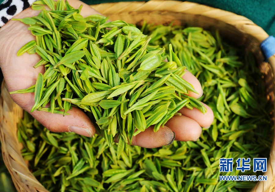 河南内乡：万亩茶园抢采“明前茶”