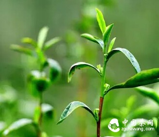 早春绿茶，如何辨清茶叶品质