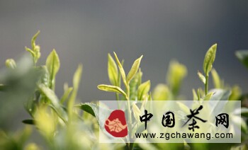 中国茶文化之“最”