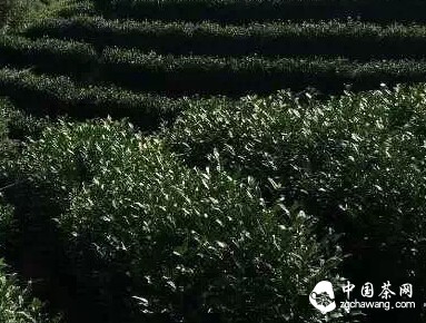 安吉白茶发展史第六篇：历史渊源与种植技术