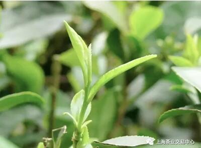 上海茶业交易中心福鼎寿眉盛大发售，老白茶带你重温岁月变迁