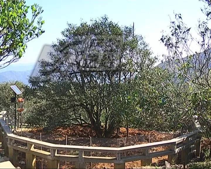 潮州茶树枝干被厚苔藓覆盖 1斤茶卖3万