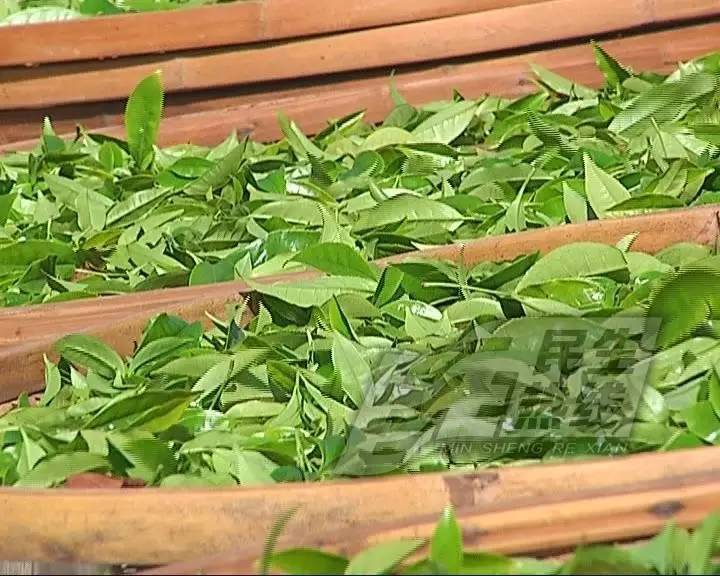 潮州茶树枝干被厚苔藓覆盖 1斤茶卖3万