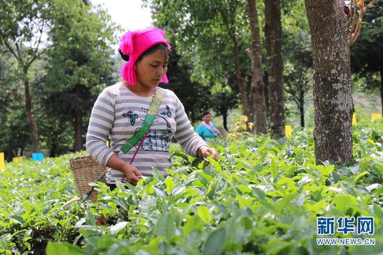 茶农在西双版纳州勐海县有机茶园内采摘春茶（新华网罗春明/摄）