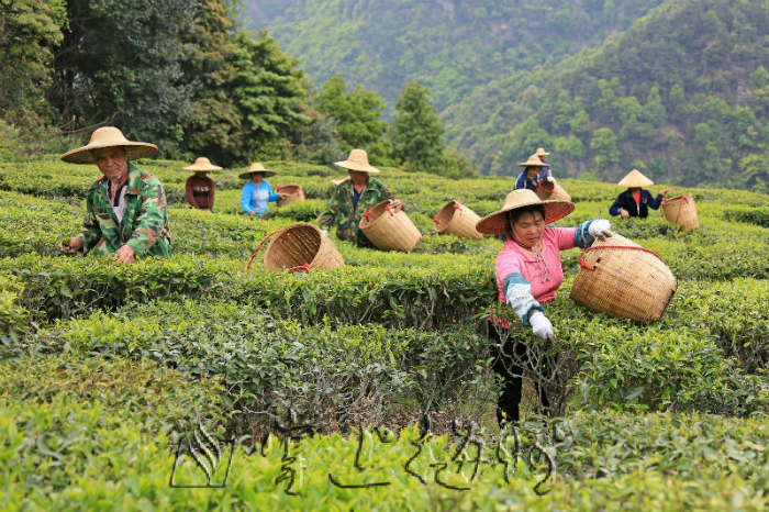 梅州有5种茶获国际市场通行证 为何难以香飘海外？