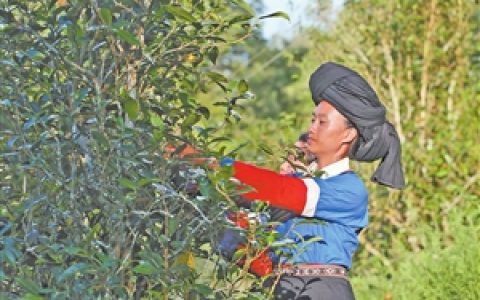 茶产业带动茶农增收