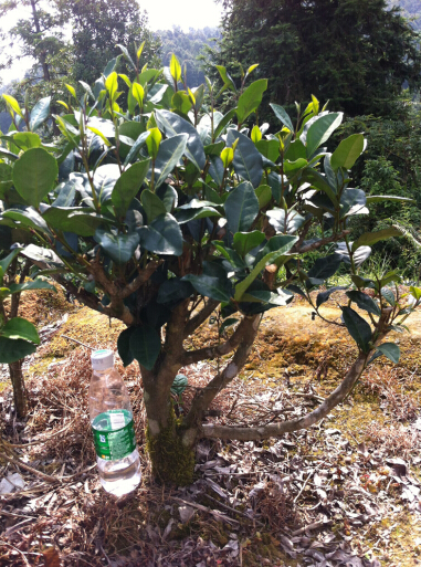 【大美六堡·大讲堂】之六堡茶树——（二）六堡茶树的品类
