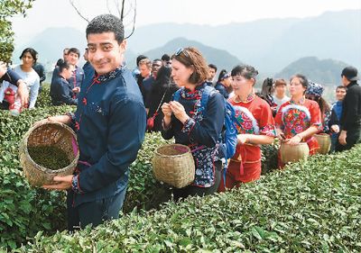 品特色美食采摘清明茶 留学生这样感受中国