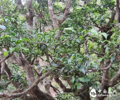 普洱镇沅县栽培型古茶树资源