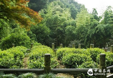 名茶历史：原来西湖龙井的传说这么美